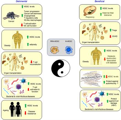 Myeloid-Derived Suppressor Cells: Not Only in Tumor Immunity